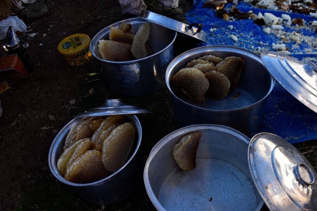 Avrupa'da birinci oldu. Bu yıl 800 ton hasat bekleniyor 1